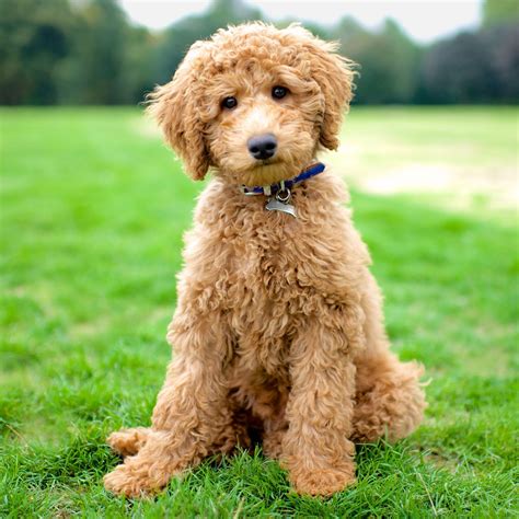 Like puppies? Meet the cutest Labradoodle ever, Max. Photo Credit ...