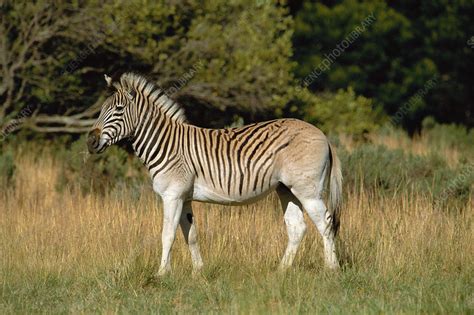 Quagga-like zebra - Stock Image - Z943/0049 - Science Photo Library