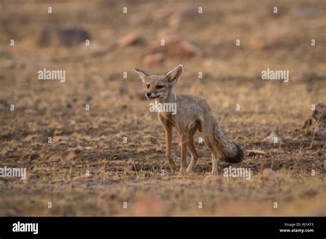 indian fox pup Vulpes bengalensis at ranthambore national park Stock ...