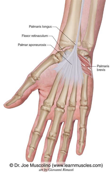 Palmaris Brevis - Learn Muscles