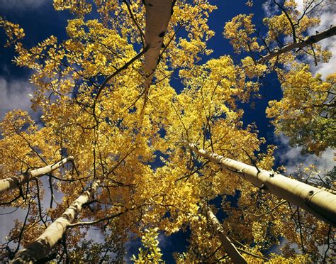 Pando: the aspen colony that might be the oldest known living organism ...