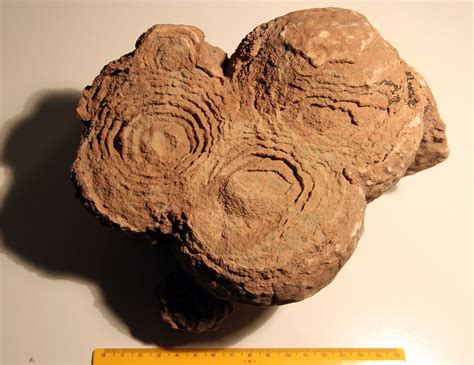 Stromatolites : any way to date them ? - Fossil ID - The Fossil Forum