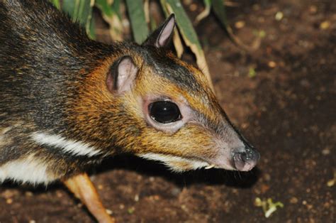 chevrotain on Tumblr