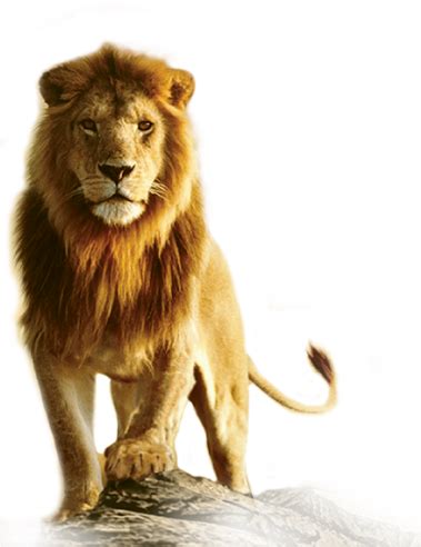 Download Lion Png Transparent Images - Lion Transparent PNG Image with ...