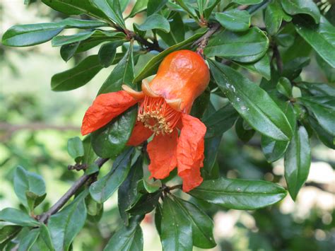 Ivalu Kristensen: Pomegranate Tree Never Flowers / Pomegranate tree flowers after 2 year growth ...