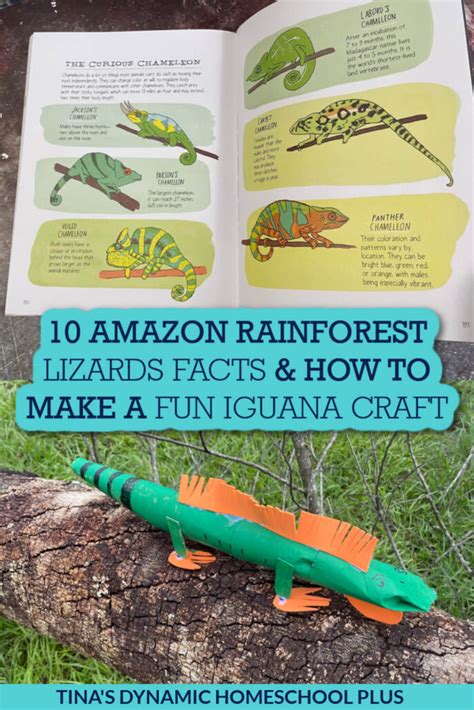 10 Amazon Rainforest Lizards Facts and How to Make A Fun Iguana