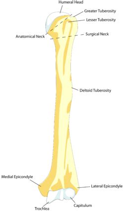 Capitulum of the humerus - Wikipedia