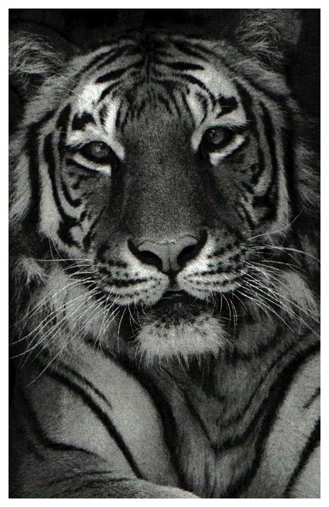 tiger drawings | Tiger drawing, Animal pictures, Animal drawings