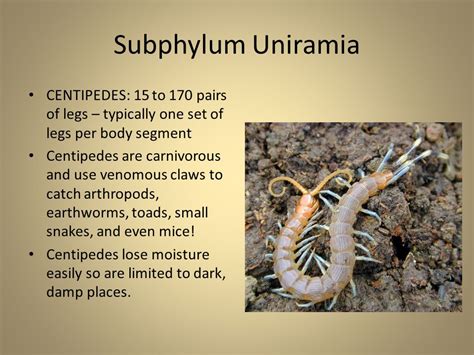 The Arthropods Arthro = jointed, Pod = foot - ppt video online download