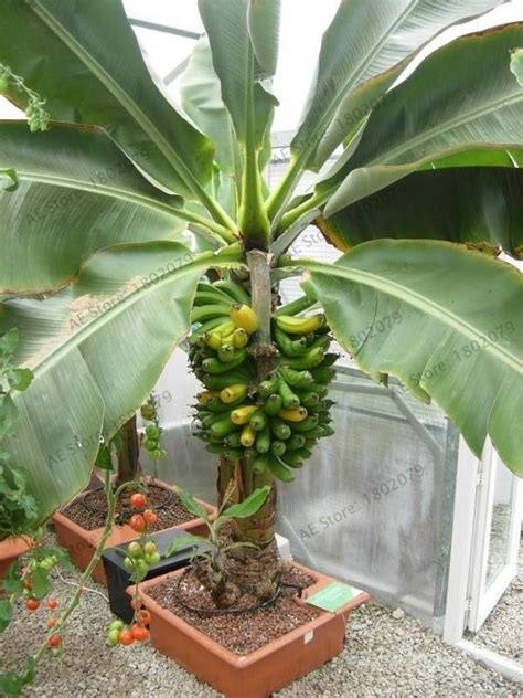 200Pcs Banana Tree Seed Pack OutletTrends.com Free Shipping Up to 70% OFF