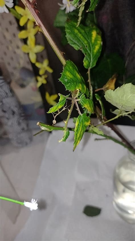 Baby with egg still attached : r/Stickinsects