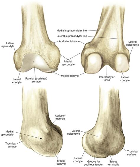 Knee and Lower Leg | Musculoskeletal Key