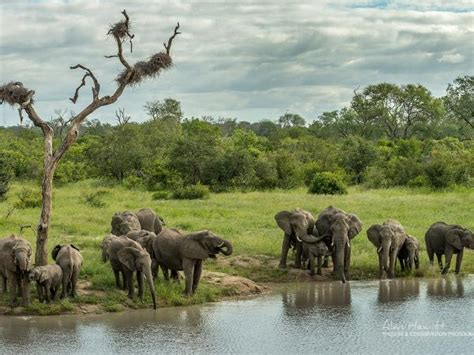 South Africa wildlife photography safari | Responsible Travel