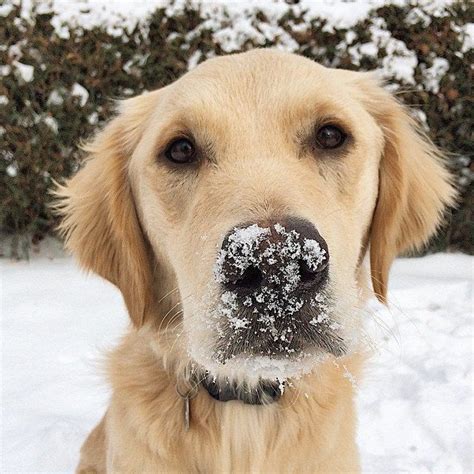 Snow nose. | Dog photos, Golden retriever, Best dogs