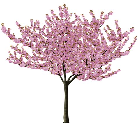 Format Images Of Cherry Blossom PNG Transparent Background, Free Download #45488 - FreeIconsPNG