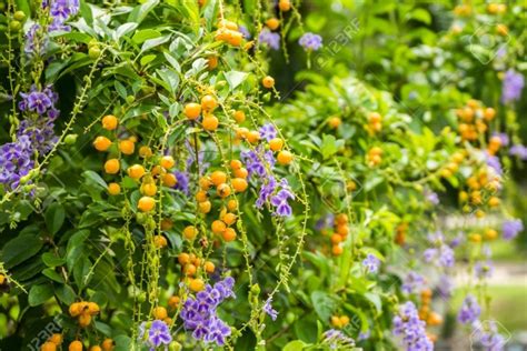 Duranta erecta – Golden Dewdrop – Quinta dos Ouriques