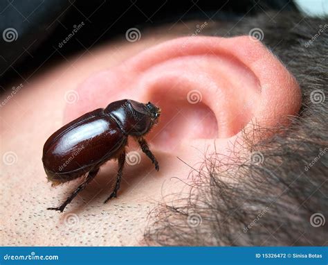 Bug In The Ear Stock Photography - Image: 15326472