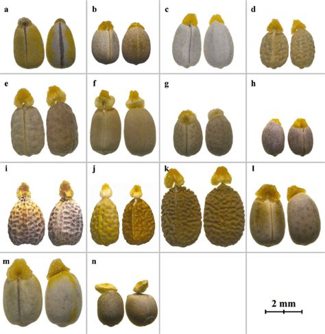 Stereomicroscope micrographs of seeds in Euphorbia sect. Pithyusa. a.... | Download Scientific ...