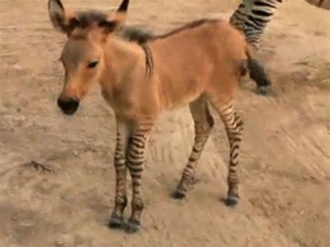 Rare Zonkey Born at Mexico Zoo (VIDEO) | The Weather Channel