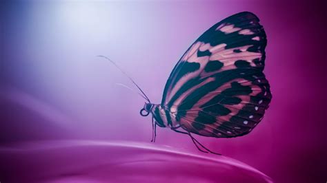 4K Butterfly Wallpapers - Top Free 4K Butterfly Backgrounds - WallpaperAccess