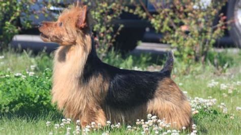 Australian Terrier