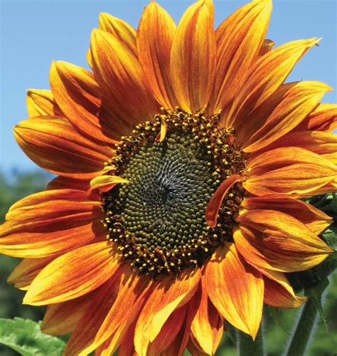 Autumn Beauty Sunflower Seeds – West Coast Seeds