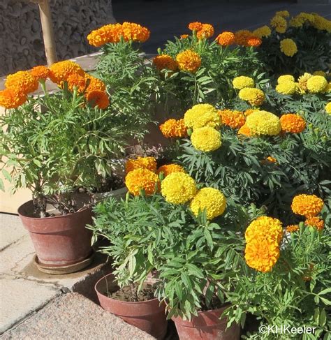 A Wandering Botanist: Plant Story--Marigolds from the Americas