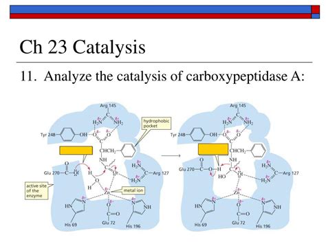 PPT - Ch 23 Catalysis PowerPoint Presentation, free download - ID:6816045