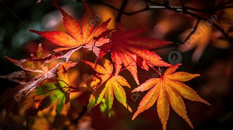 Jpg Japanese Autumn Leaves, Colorful Maple Leaves In Autumn Tokyo, Hd Photography Photo ...