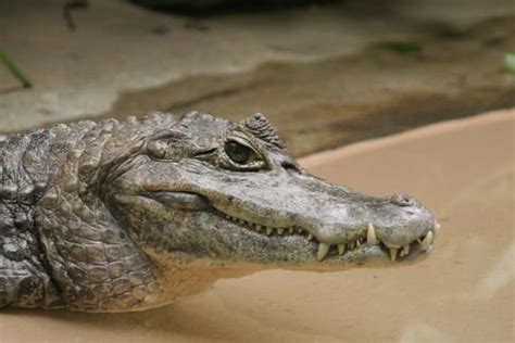 Caiman - A-Z Animals