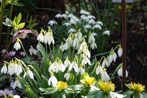 Gardens to visit as Snowdrop Festival comes to Leicestershire this weekend - Leicestershire Live