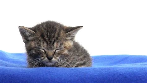 Cute Baby Tabby Kitten Sleeping On Blue Blanket On White Background Stock Footage Video 6821620 ...