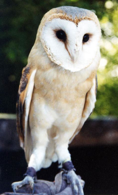 European Barn Owl - Screech Owl Sanctuary & Animal Park