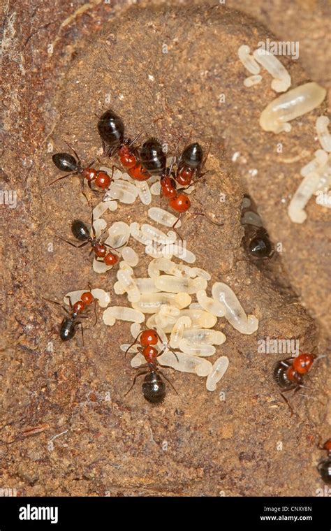 Carpenter ant nest hi-res stock photography and images - Alamy