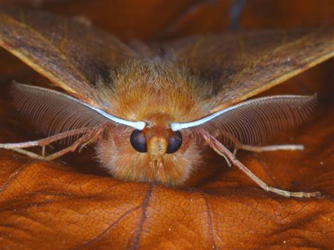 Moth Anatomy | Wildlife Insight