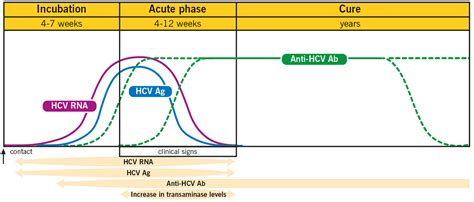 Hepatitis C Antibody - Image to u