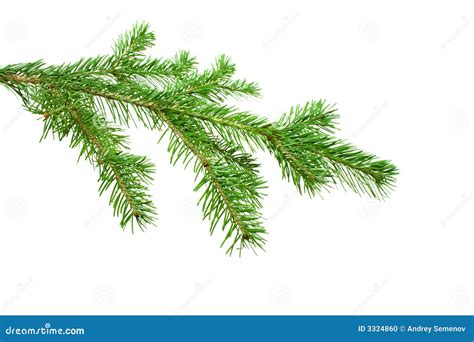 The Silver Fir Tree Branch Stock Photo - Image: 3324860