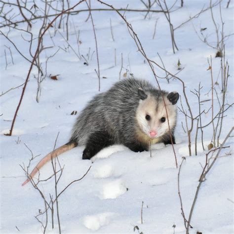 The Virginia Opossum and their ecosystem benefits - Virginia Outdoors ...