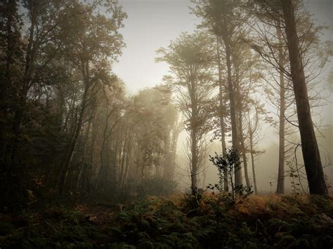 Dark foggy forest by JustWithNoName on DeviantArt