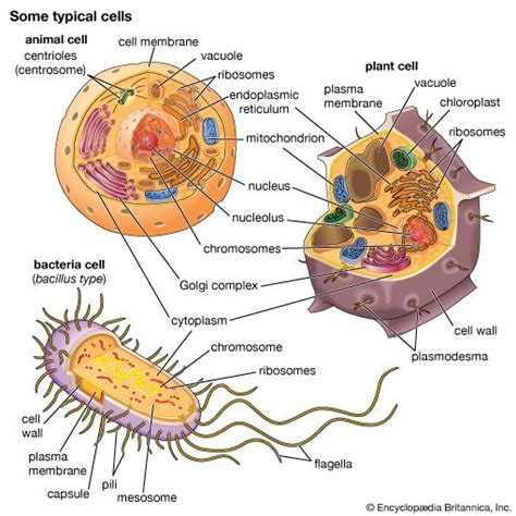 Cell - Intercellular, Signaling, Communication | Britannica