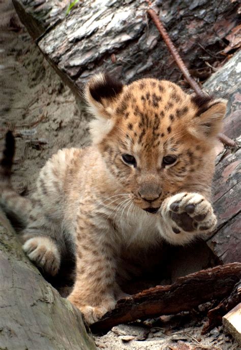 Holy Cuteness, Look At These Liliger Cubs! | Baby animals, Animals beautiful, Cute animals