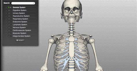 شرح Biodigital human لرؤية الانسان وهو هيكل عظمى واضافة اللحم له - See ...