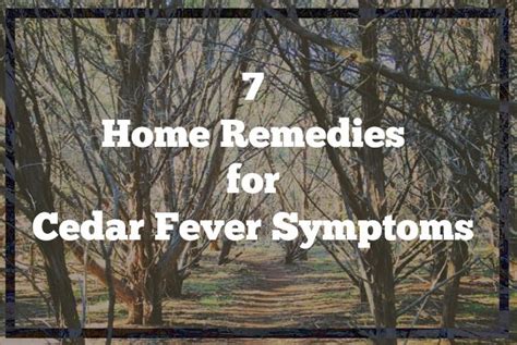 7 Home Remedies for Cedar Fever Symptoms - Life, Love and Thyme | Cedar fever, Fever symptoms ...