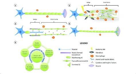 Schwann Cell Function - astonishingceiyrs