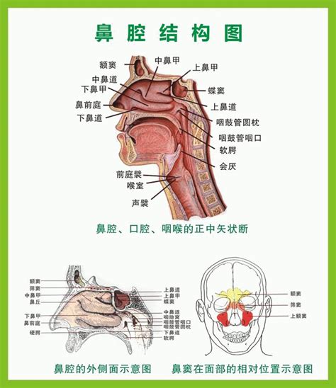 鼻子结构图清晰,鼻子结构图卡通 - 伤感说说吧