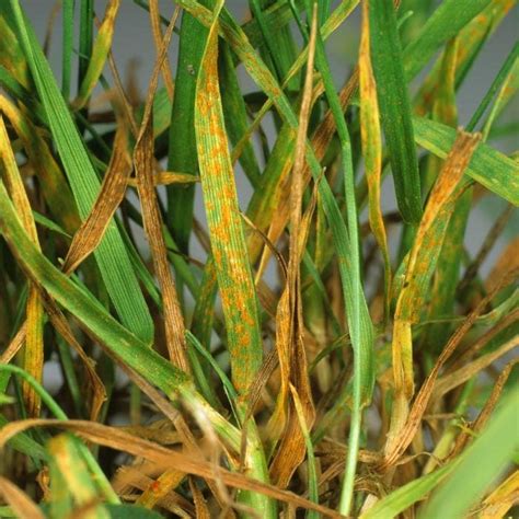 What is Grass Rust and How Do I Get Rid of It? | The Family Handyman