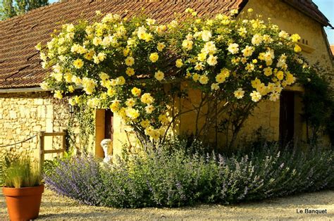 Aphids | Yellow climbing rose, Climbing roses, French garden