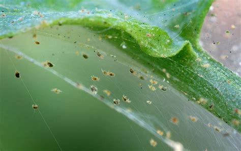 How to Identify and Treat Spider Mites on Orchids?