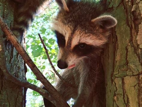 Young Raccoons Learning & Playing in their Natural Habitat | Smithsonian Photo Contest ...