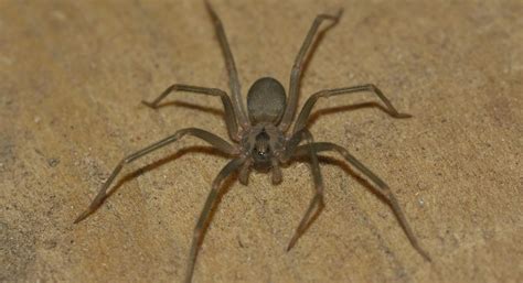 How to Identify A Brown Recluse Spider Infestation - Four Seasons